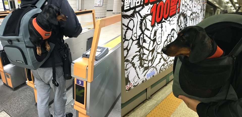 강아지와 대중교통(버스, 지하철) 이용하기