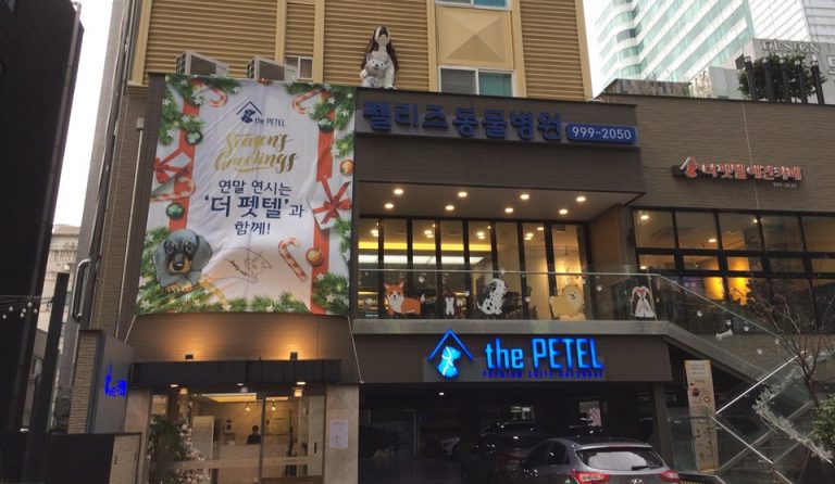 더펫텔 (부산 해운대 애견동반호텔) 숙박 후기