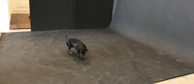 바이독 스튜디오 사진 촬영 후 선택한 참깨 사진과 배송 완료된 캔버스 액자