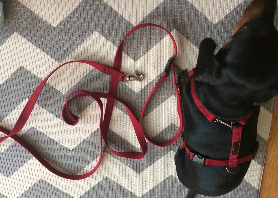 보듬 멀티 리드줄과 보듬 후크형 가슴줄 사용기