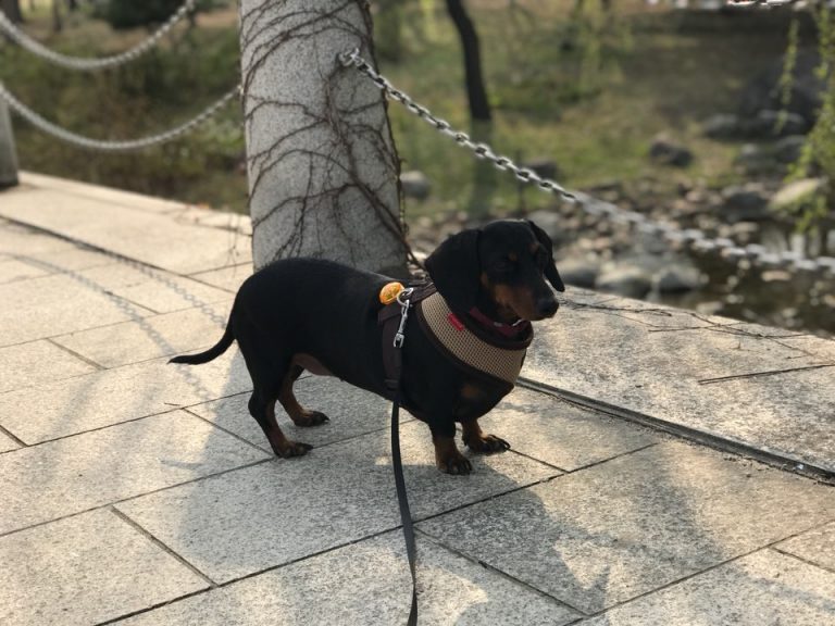 강아지 산책 쉽지 않다.