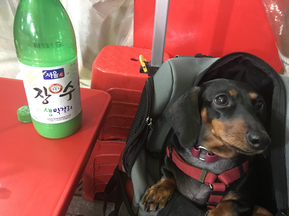 애견동반 동대문 포장마차, 동대문 DDP, 두타