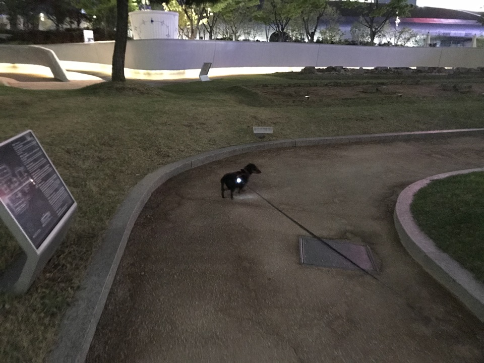 애견동반 동대문 포장마차, 동대문 DDP, 두타