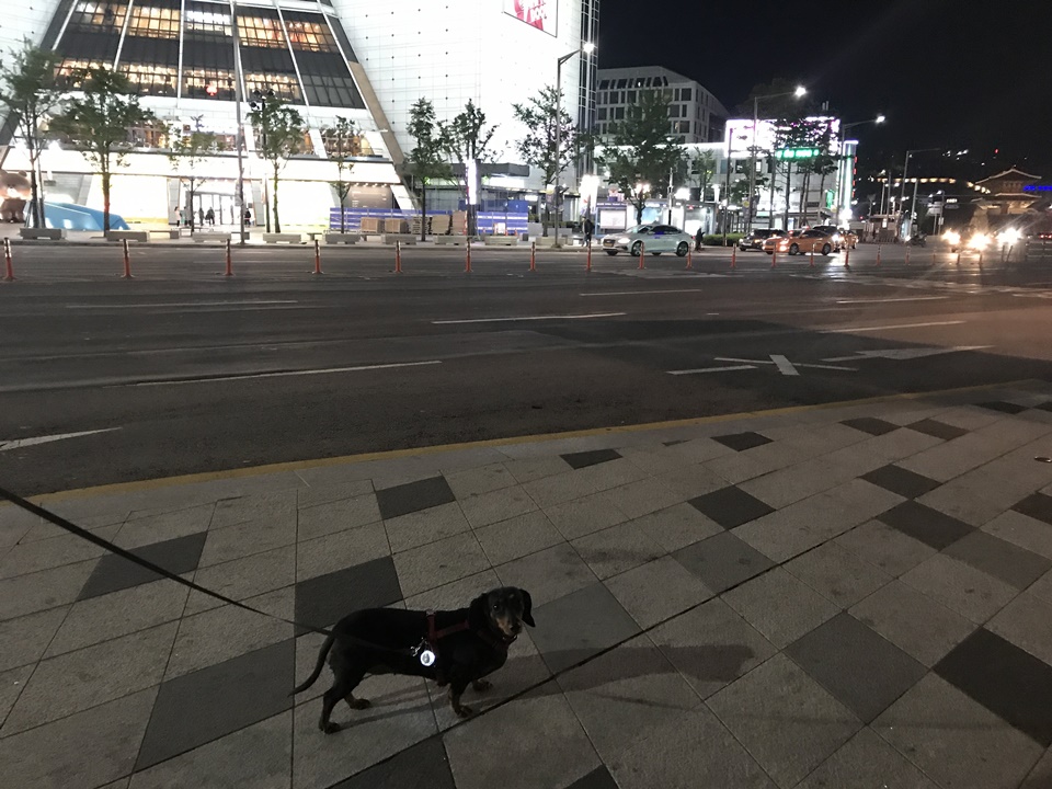 애견동반 동대문 포장마차, 동대문 DDP, 두타