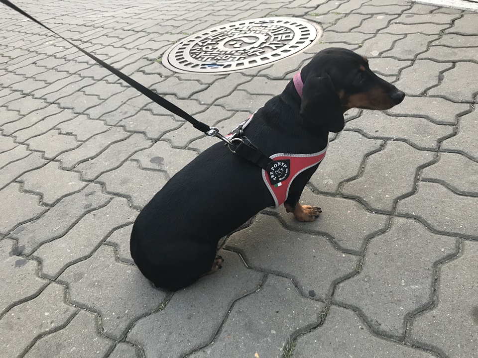 강아지 하네스 - 트레폰티(Treponti)