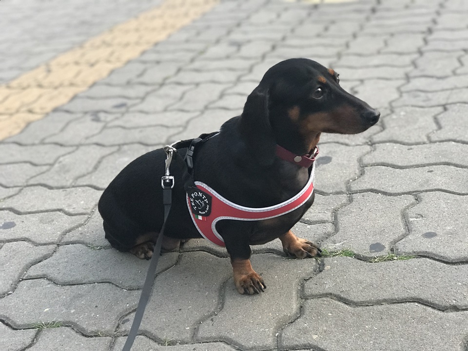 강아지 하네스 - 트레폰티(Treponti)