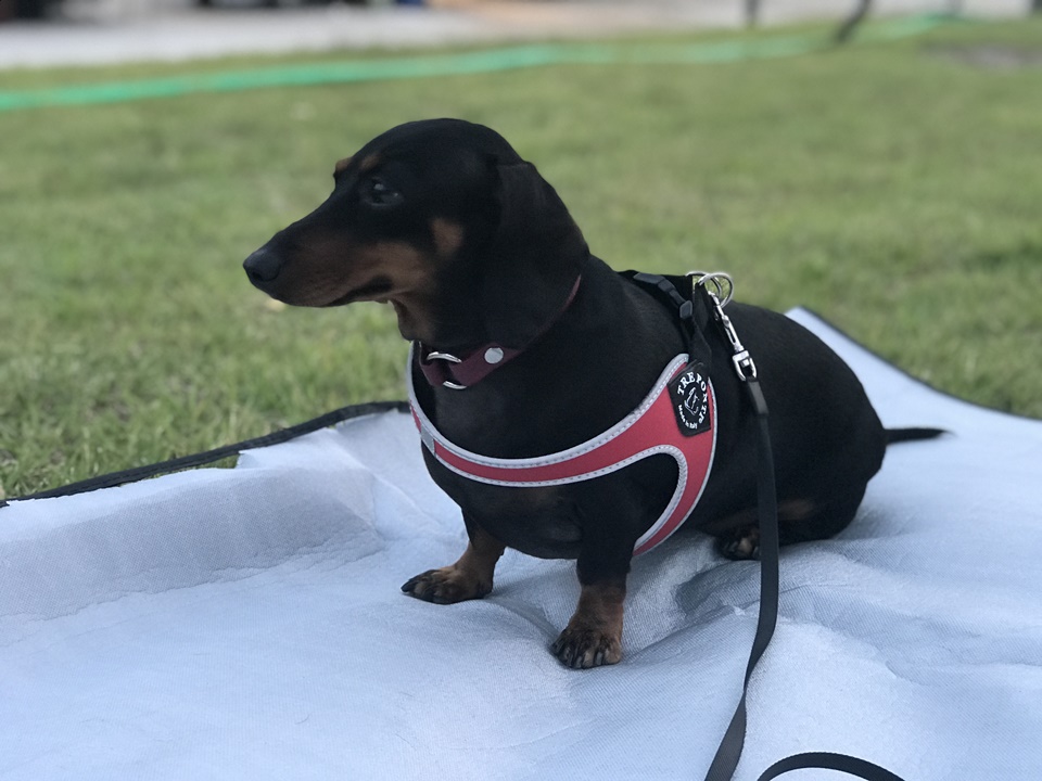 강아지 하네스 - 트레폰티(Treponti)