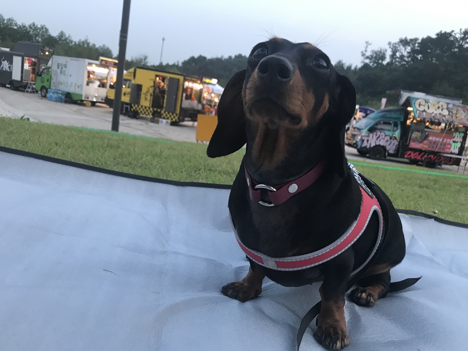 강아지 하네스 - 트레폰티(Treponti)