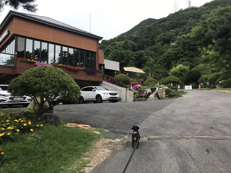남양주 팔당 애견동반카페 카페스토리