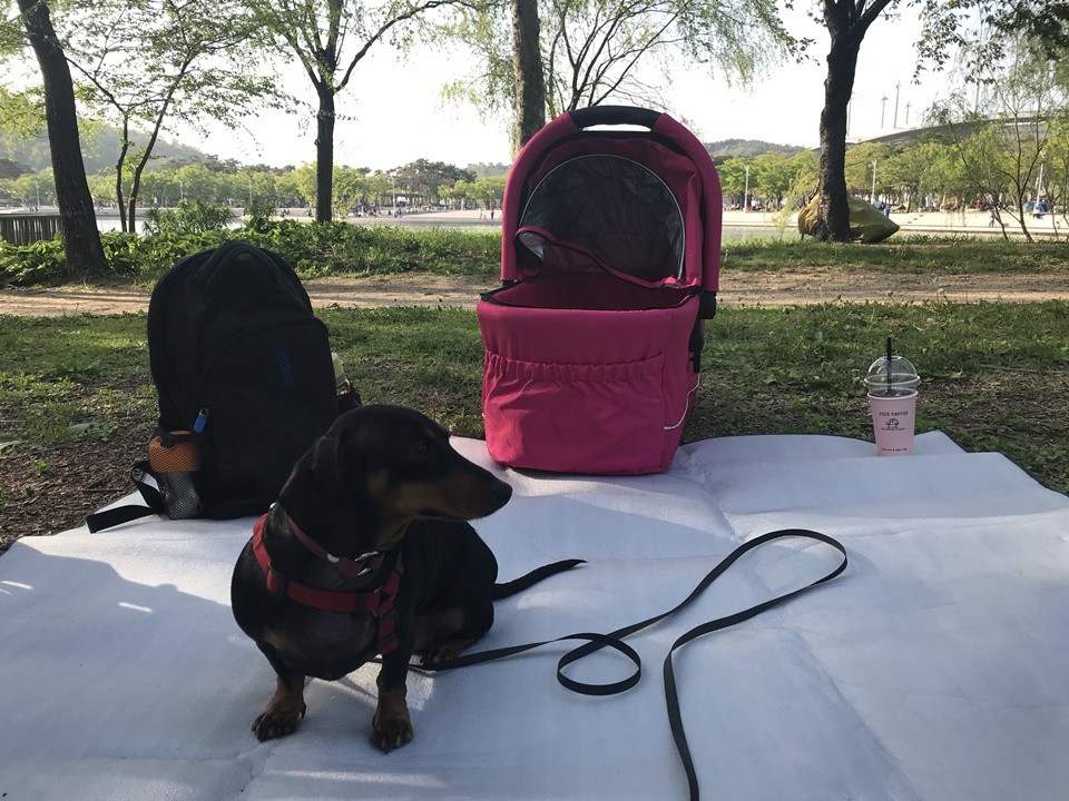 애견유모차, 강아지 유모차 활용하기