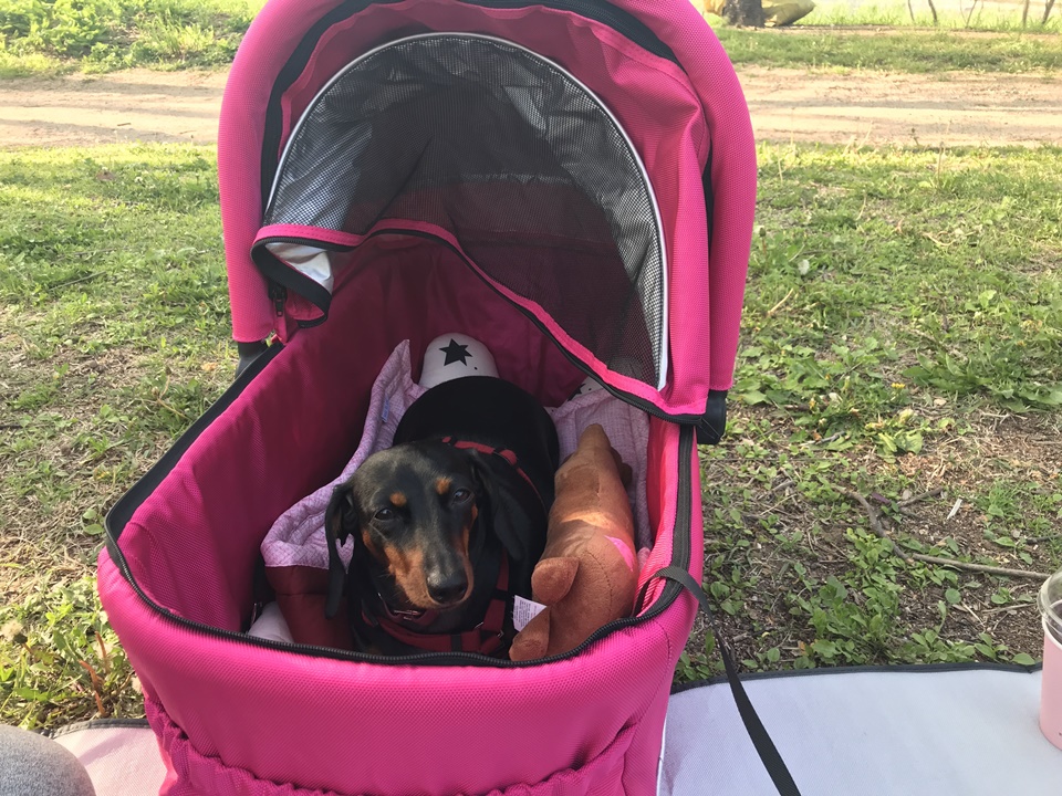 애견유모차, 강아지 유모차 활용하기