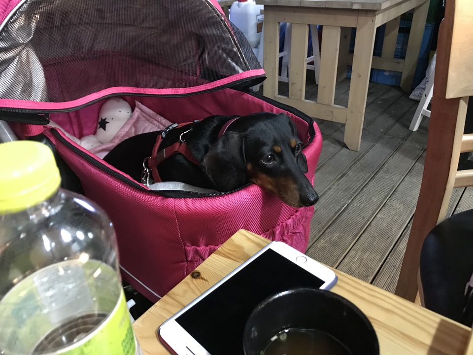 애견유모차, 강아지 유모차 활용하기