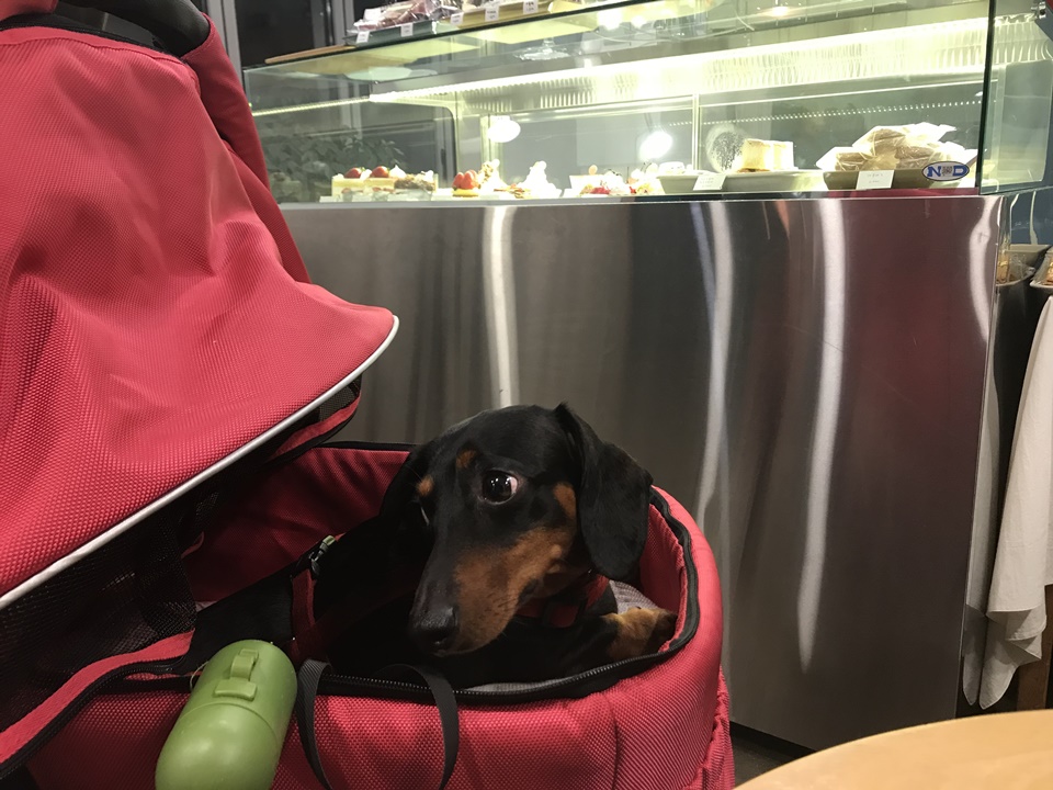 애견유모차, 강아지 유모차 활용하기