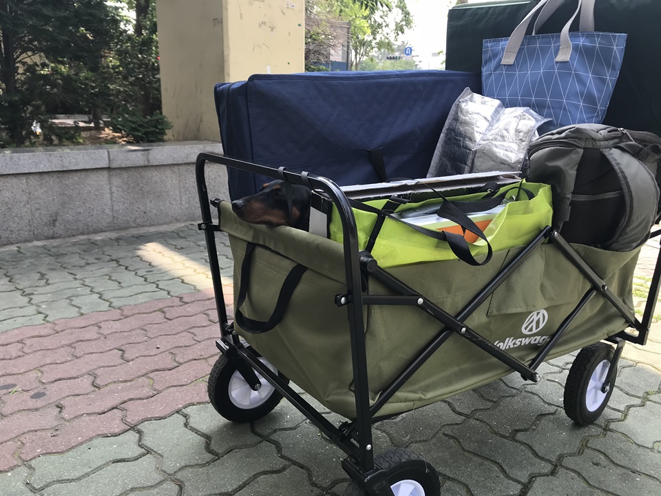 애견유모차, 강아지 유모차 활용하기