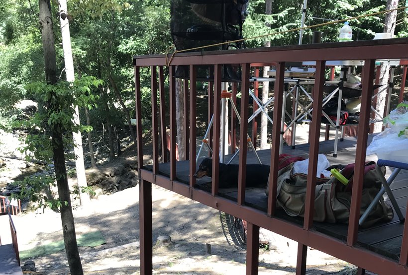 폭염 속 햇살가득캠핑장, 애견동반캠핑