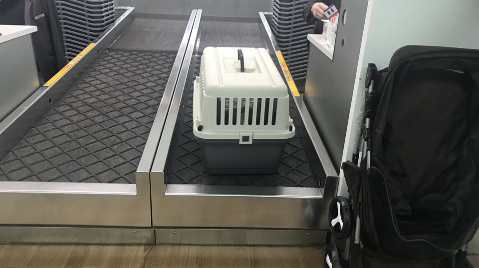 인천공항 강아지 비행기 탑승