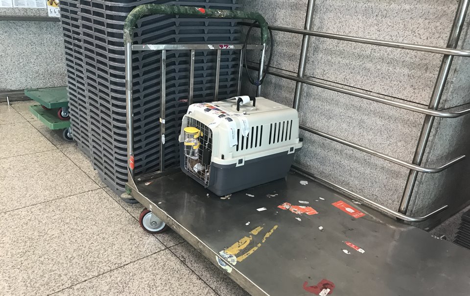 인천공항 강아지 비행기 탑승