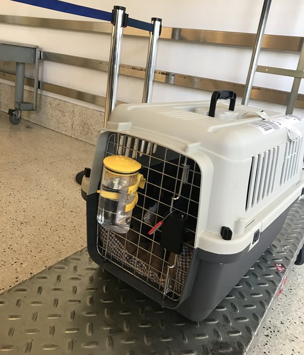 LA 공항 강아지 비행기 탑승