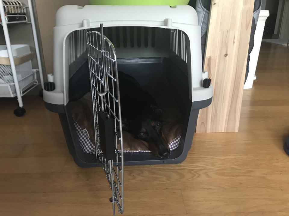 체중을 6kg 까지 감량하는 것은 가능해 보였으나 미국여행시에 체중 조절을 할 수 있을까 하는 부분과