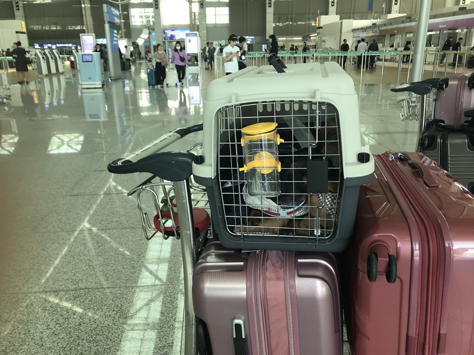  비행기 기내탑승 포기, 수화물탑승을 위한 강아지 켄넬, 케이지 교육
