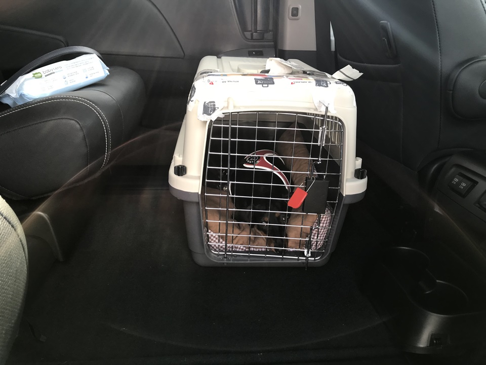  비행기 기내탑승 포기, 수화물탑승을 위한 강아지 켄넬, 케이지 교육