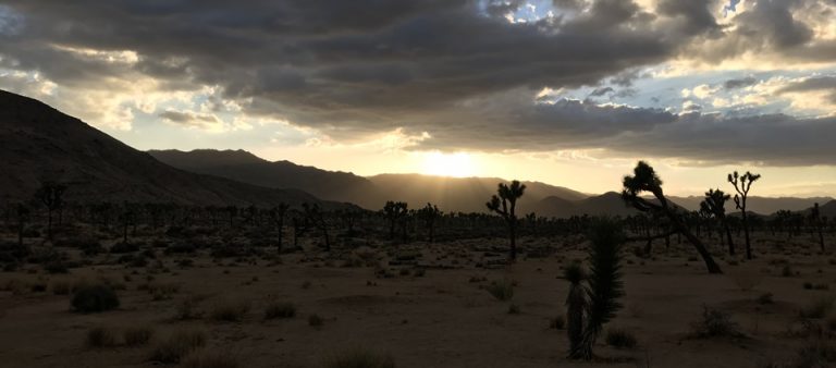 [애견동반 미국 서부 여행] 해질무렵의 조슈아트리 국립공원(JOSHUA TREE NATIONAL PARK), 캘리포니아, CA