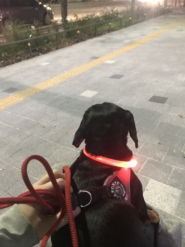 딩동펫 애견 LED 라이트 목걸이