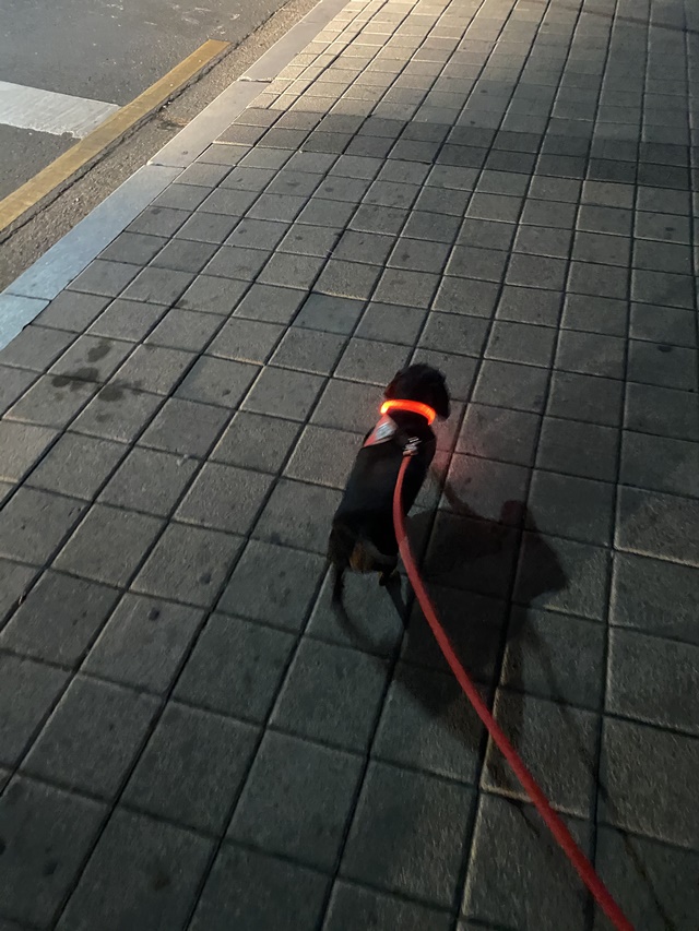 강아지 야간 산책 딩동펫 애견 LED 라이트 목걸이