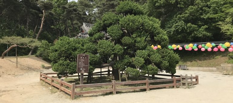 휠체어로 방문 가능한 여주 신륵사