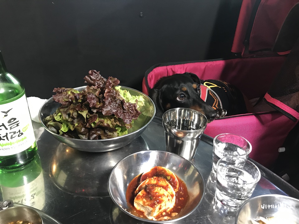성산동 마포구청인근 애견동반가능식당 숯돌이네 돼지