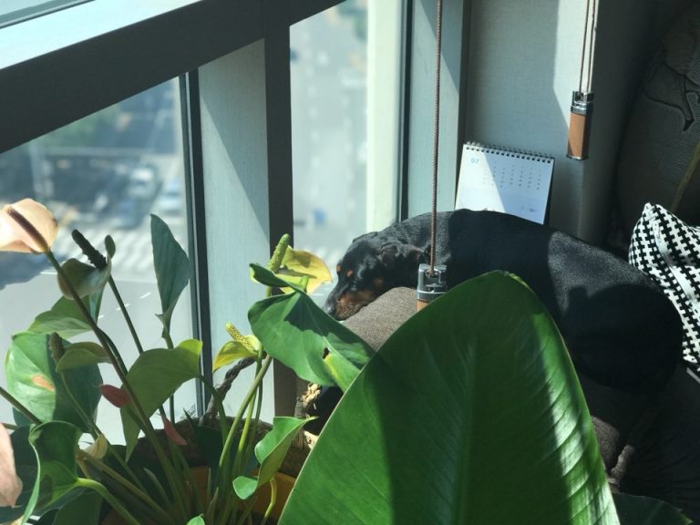 강아지 일광욕의 중요성, 강아지가 좋아하는 햇빛