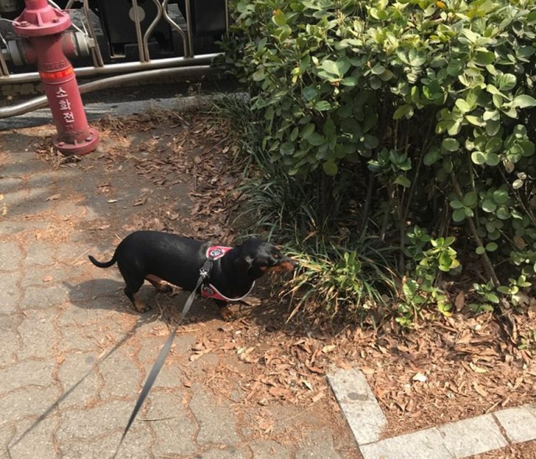 강아지 산책을 위한 배변훈련