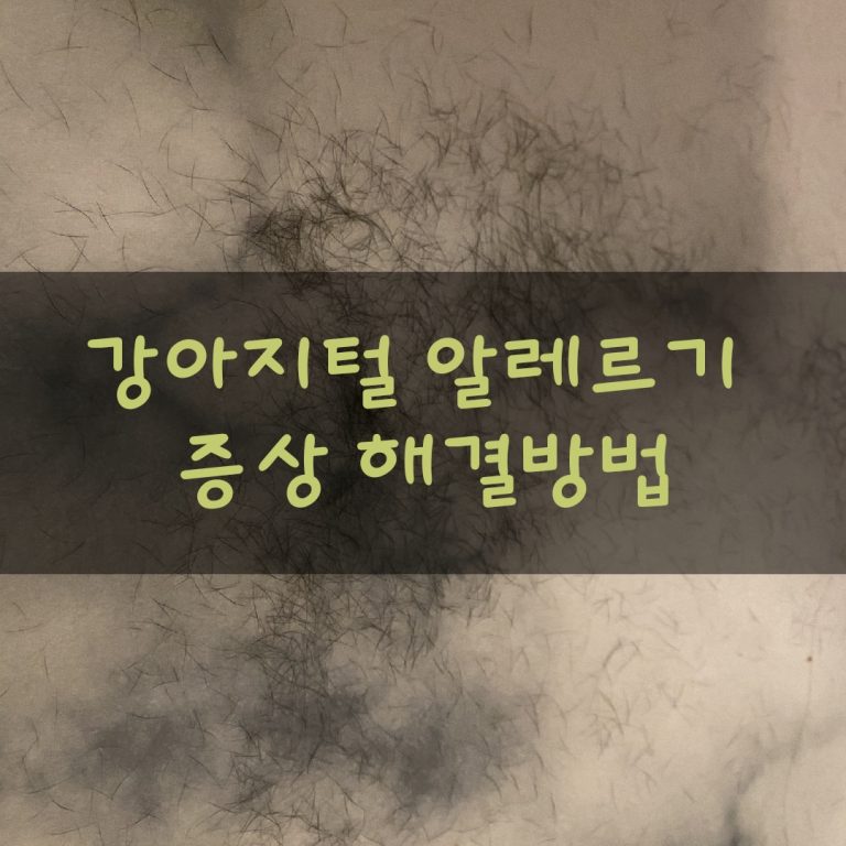 강아지털 알레르기 증상 및 해결방법