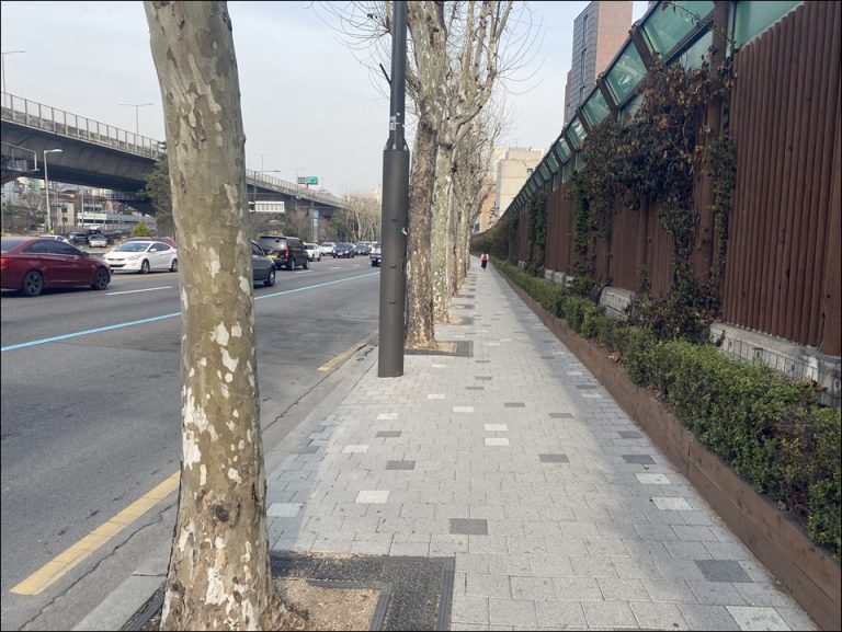 나무심기로 변한 길거리, 강아지와 산책하기 좋아졌습니다.