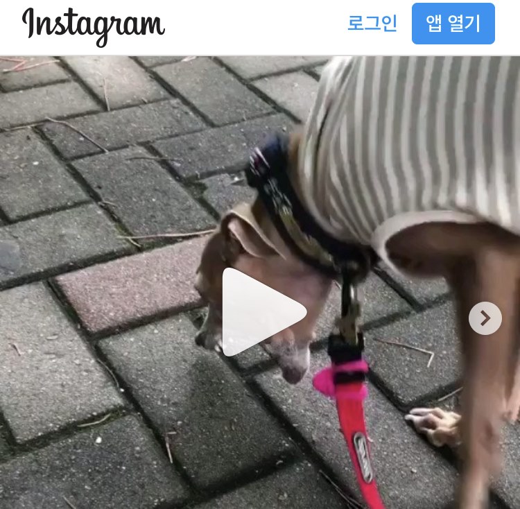 오래먹는 개껌 문제 이슈화