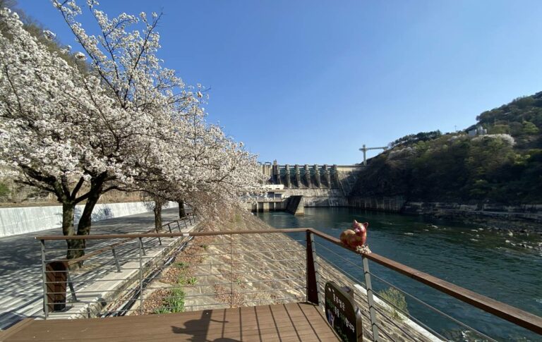 벚꽃 여행 충주 충주댐 방문기
