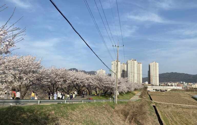 충주 벚꽃여행 하방마을 방문기